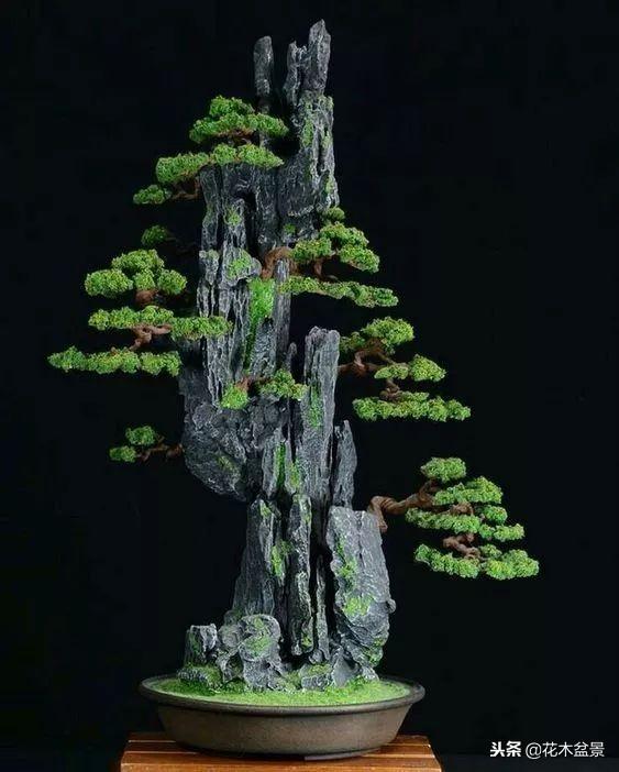 價值幾十萬的附石盆景！太美了！