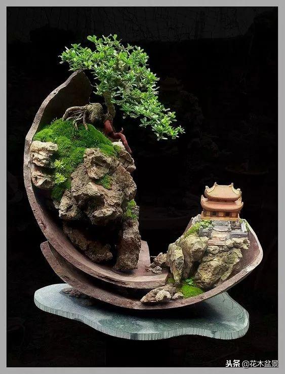 價值幾十萬的附石盆景！太美了！