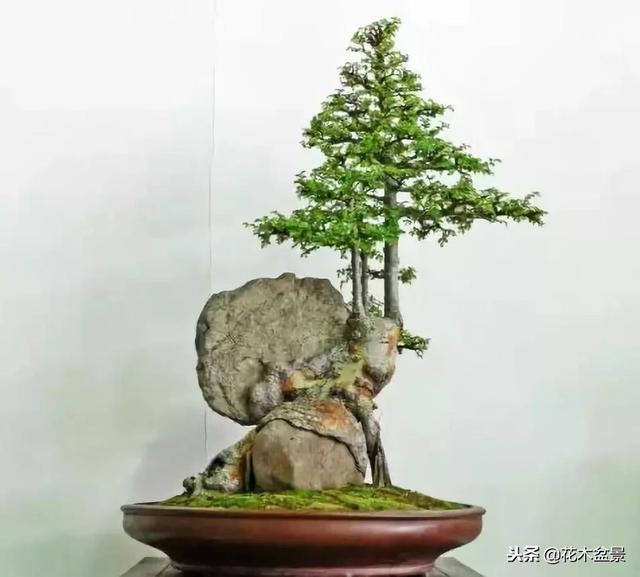 價值幾十萬的附石盆景！太美了！