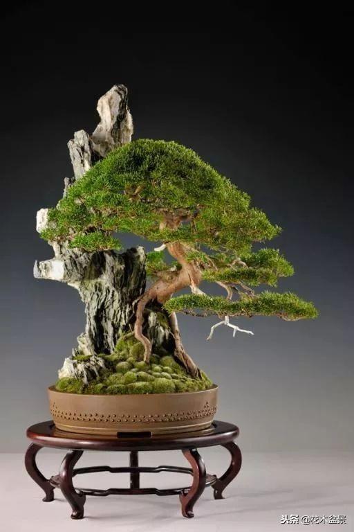 價值幾十萬的附石盆景！太美了！