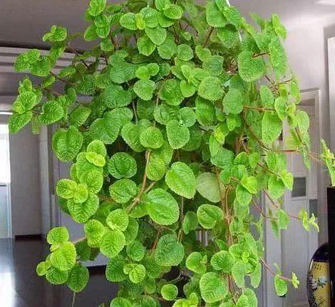 這3種「吸毒草」，二手菸很害怕，養1盆全家人健康