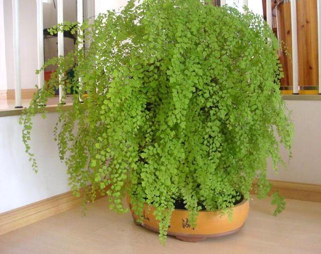 這3種「吸毒草」，二手菸很害怕，養1盆全家人健康