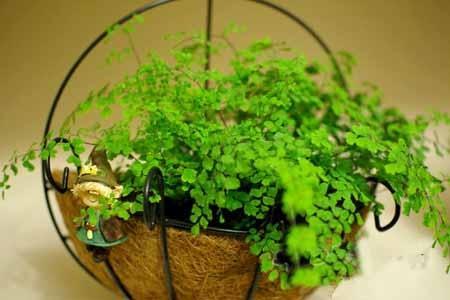 這3種「吸毒草」，二手菸很害怕，養1盆全家人健康