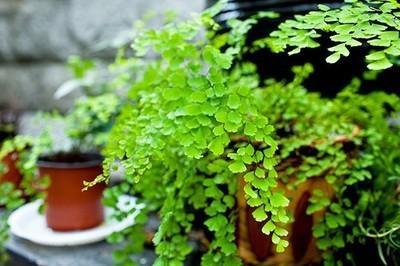 這3種「吸毒草」，二手菸很害怕，養1盆全家人健康