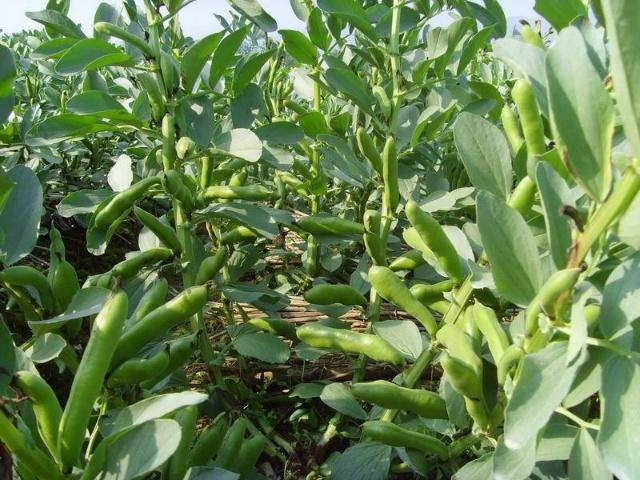 農村用它當柴燒，籽可以做枕頭助失眠，葉子用來做豆瓣醬是一絕