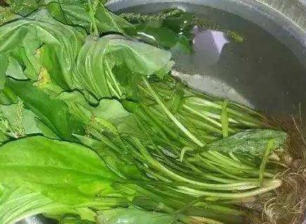 痛風的人一定要看一看，每天用它泡水喝，排出高尿酸，痛風不再痛！！