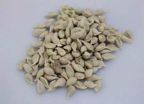 橘子籽可是個寶，別再扔掉了，有很多用處，早知早受益