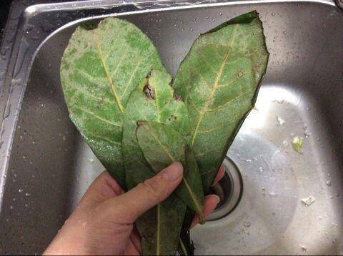 強力止咳水：1片葉子煮水喝，不管咳嗽、流鼻涕，見效快，為家人收藏！