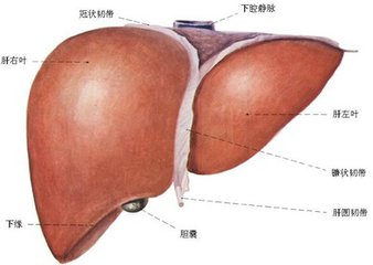 超神奇！經常喝酒、黑眼圈、指甲有條紋的人肝不好？經常喝這個【 解鬱茶】，肝病一星期見效！