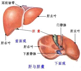 超神奇！經常喝酒、黑眼圈、指甲有條紋的人肝不好？經常喝這個【 解鬱茶】，肝病一星期見效！