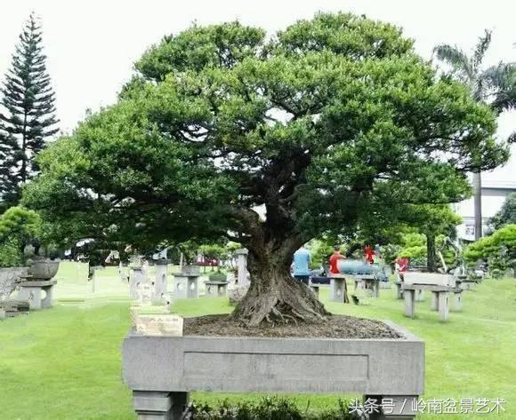 玩盆景急不來，放養很重要！