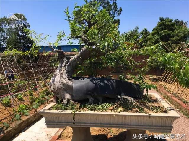 玩盆景急不來，放養很重要！
