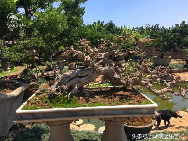 玩盆景急不來，放養很重要！