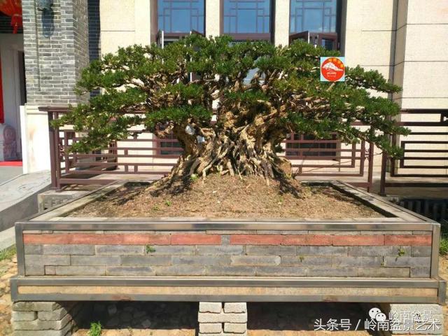 玩盆景急不來，放養很重要！