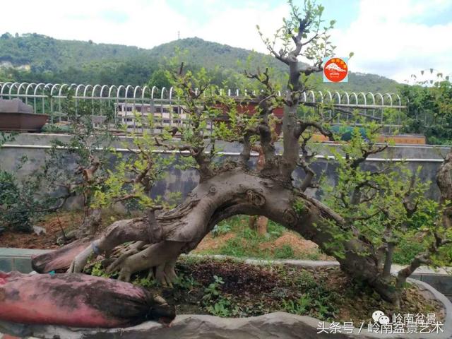 玩盆景急不來，放養很重要！