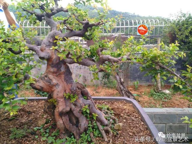 玩盆景急不來，放養很重要！