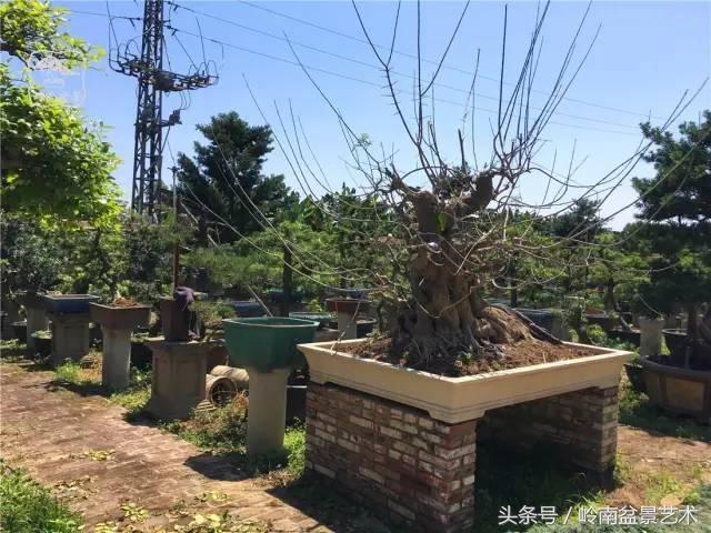 玩盆景急不來，放養很重要！