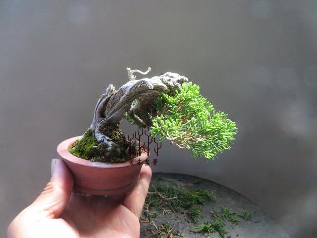 微型柏樹盆景修剪示範，這才是年功之道