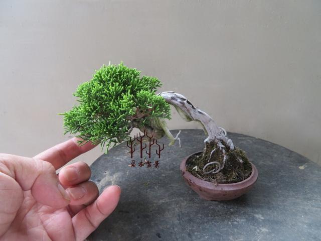 微型柏樹盆景修剪示範，這才是年功之道