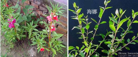 別再用化學染髮劑了,廚房這幾種「天然染髮劑」，不傷身體還省錢，顏色好漂亮