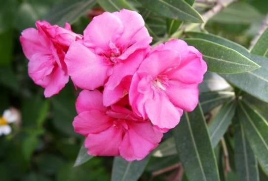 家裡養花別亂養，這3種花「養人又旺財」，而這種花是「大忌」，別忽視