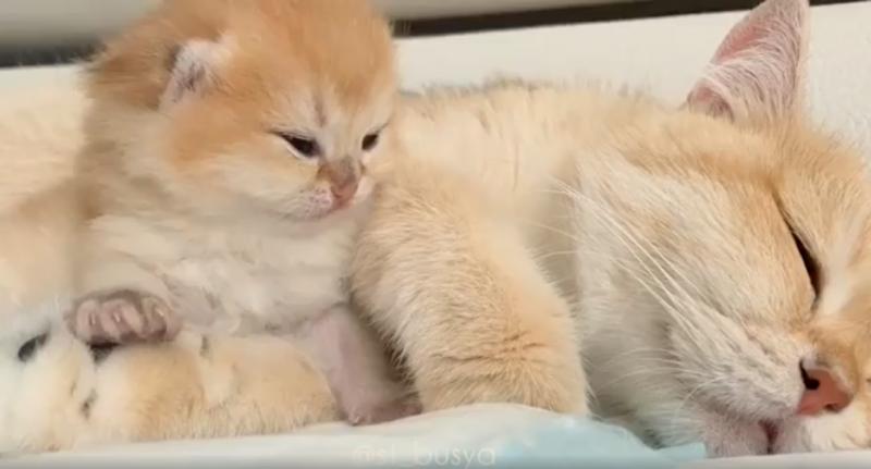 偶一點都不累！小奶喵超困卻硬撐不睡　慢動作倒下最後「臉臉著地」：撐..不..住..了zzz