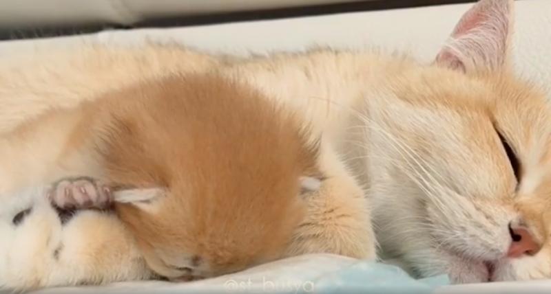 偶一點都不累！小奶喵超困卻硬撐不睡　慢動作倒下最後「臉臉著地」：撐..不..住..了zzz