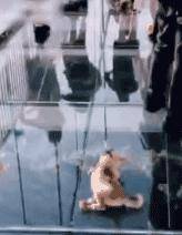 愛牠，就不要將牠拋向空中