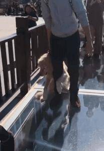 愛牠，就不要將牠拋向空中