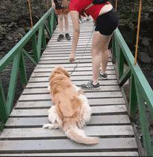 愛牠，就不要將牠拋向空中