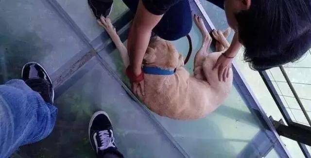 愛牠，就不要將牠拋向空中