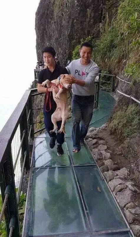 愛牠，就不要將牠拋向空中
