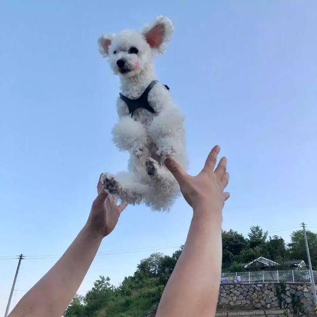 愛牠，就不要將牠拋向空中