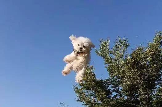 愛牠，就不要將牠拋向空中