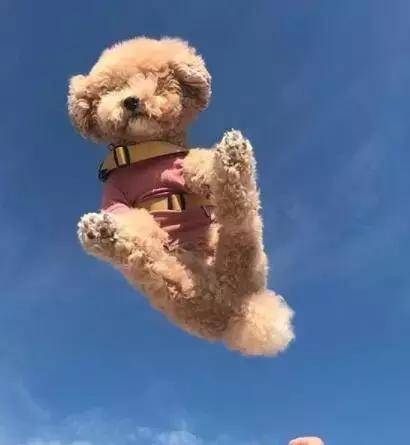 愛牠，就不要將牠拋向空中