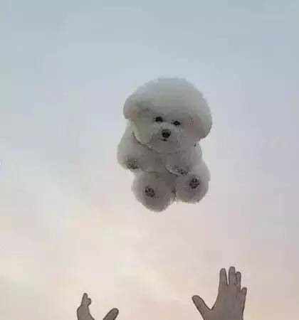 愛牠，就不要將牠拋向空中