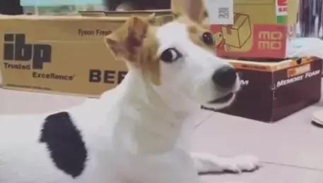 不瞞你說，這10種狗狗是真的怕冷