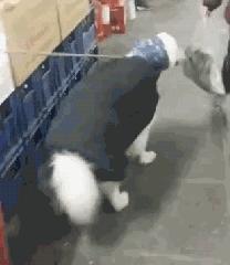 不瞞你說，這10種狗狗是真的怕冷
