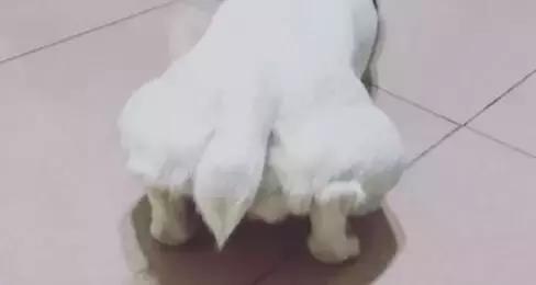 不瞞你說，這10種狗狗是真的怕冷