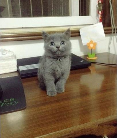 被小藍貓萌到所以收編，一年後...主人氣哭：這是什麼東西！！！