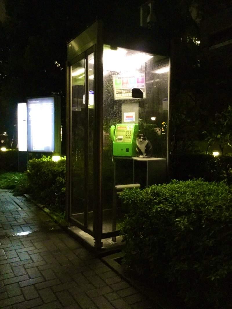 超好睡《電話亭里的貓》或許給了人類更多不要拆電話亭的理由...