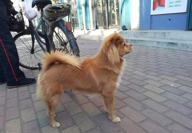 領養的狗狗也很親人，它們不比寵物店的寵物差