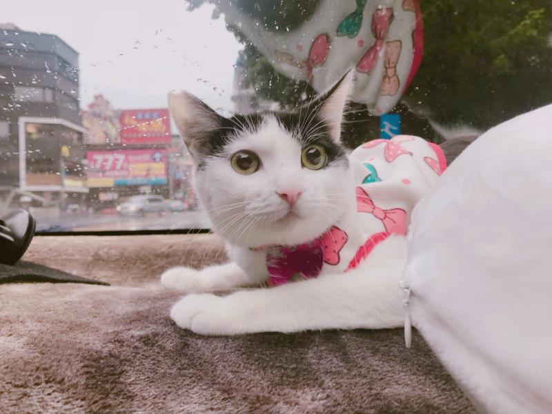 「幫主子服務」網喊羞羞臉～「上上下下」姿勢很母湯：只有男生懂...