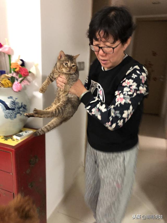 小主子來借住「偶不准」～大汪汪「怒拍桌抗議」：哪裡來的貓！