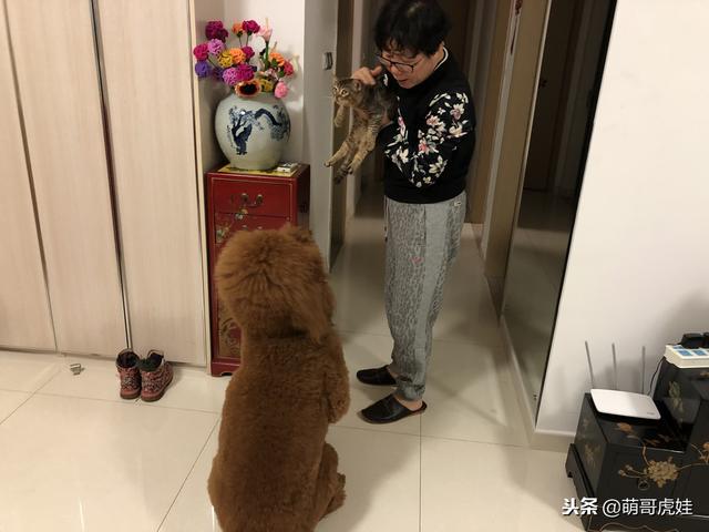 小主子來借住「偶不准」～大汪汪「怒拍桌抗議」：哪裡來的貓！