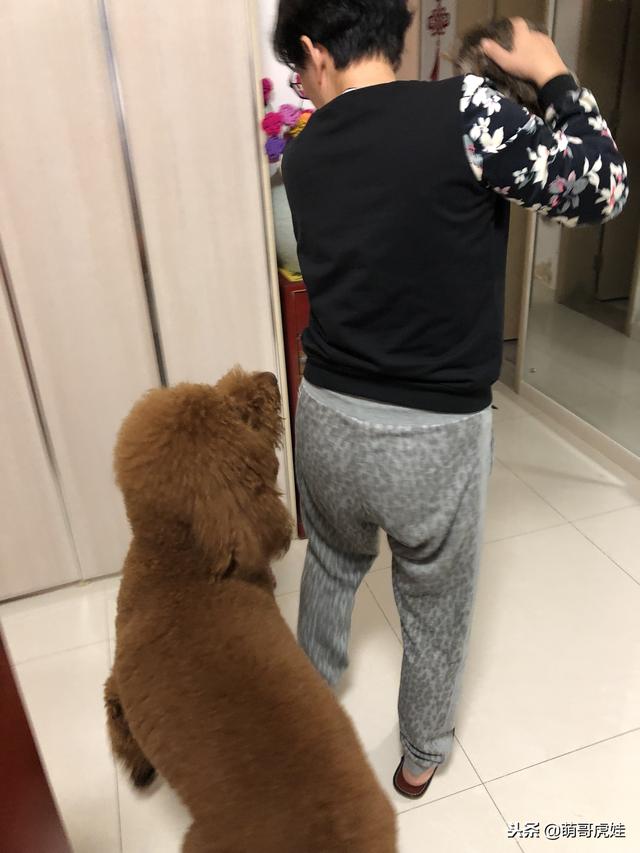 小主子來借住「偶不准」～大汪汪「怒拍桌抗議」：哪裡來的貓！