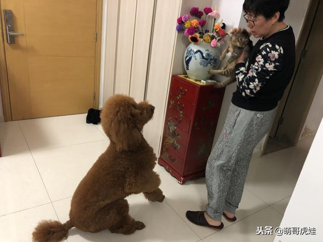 小主子來借住「偶不准」～大汪汪「怒拍桌抗議」：哪裡來的貓！