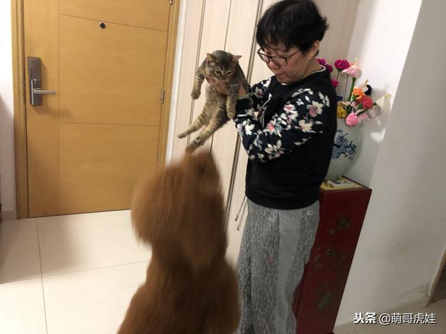 小主子來借住「偶不准」～大汪汪「怒拍桌抗議」：哪裡來的貓！