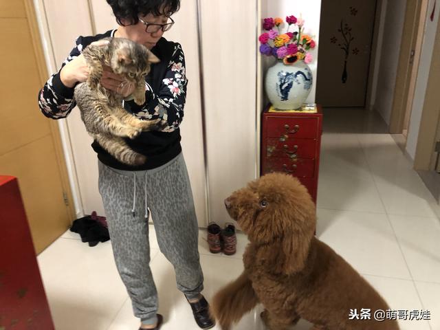 小主子來借住「偶不准」～大汪汪「怒拍桌抗議」：哪裡來的貓！