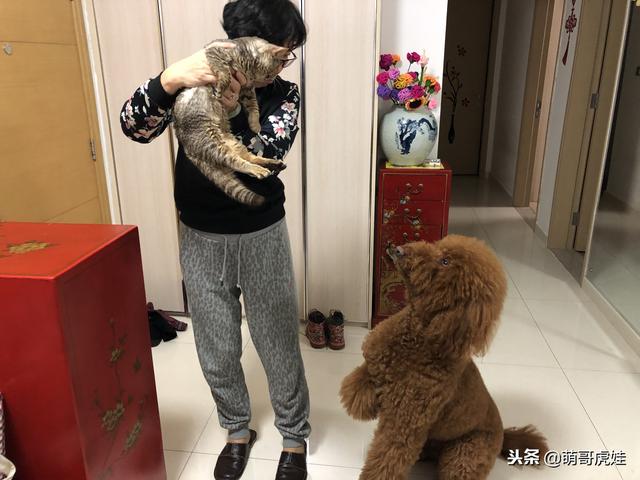 小主子來借住「偶不准」～大汪汪「怒拍桌抗議」：哪裡來的貓！